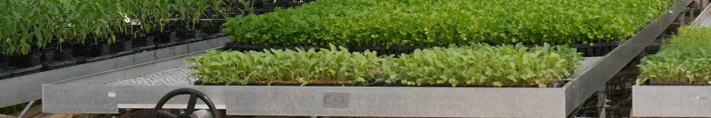 Seeding trays