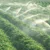 Irrigation