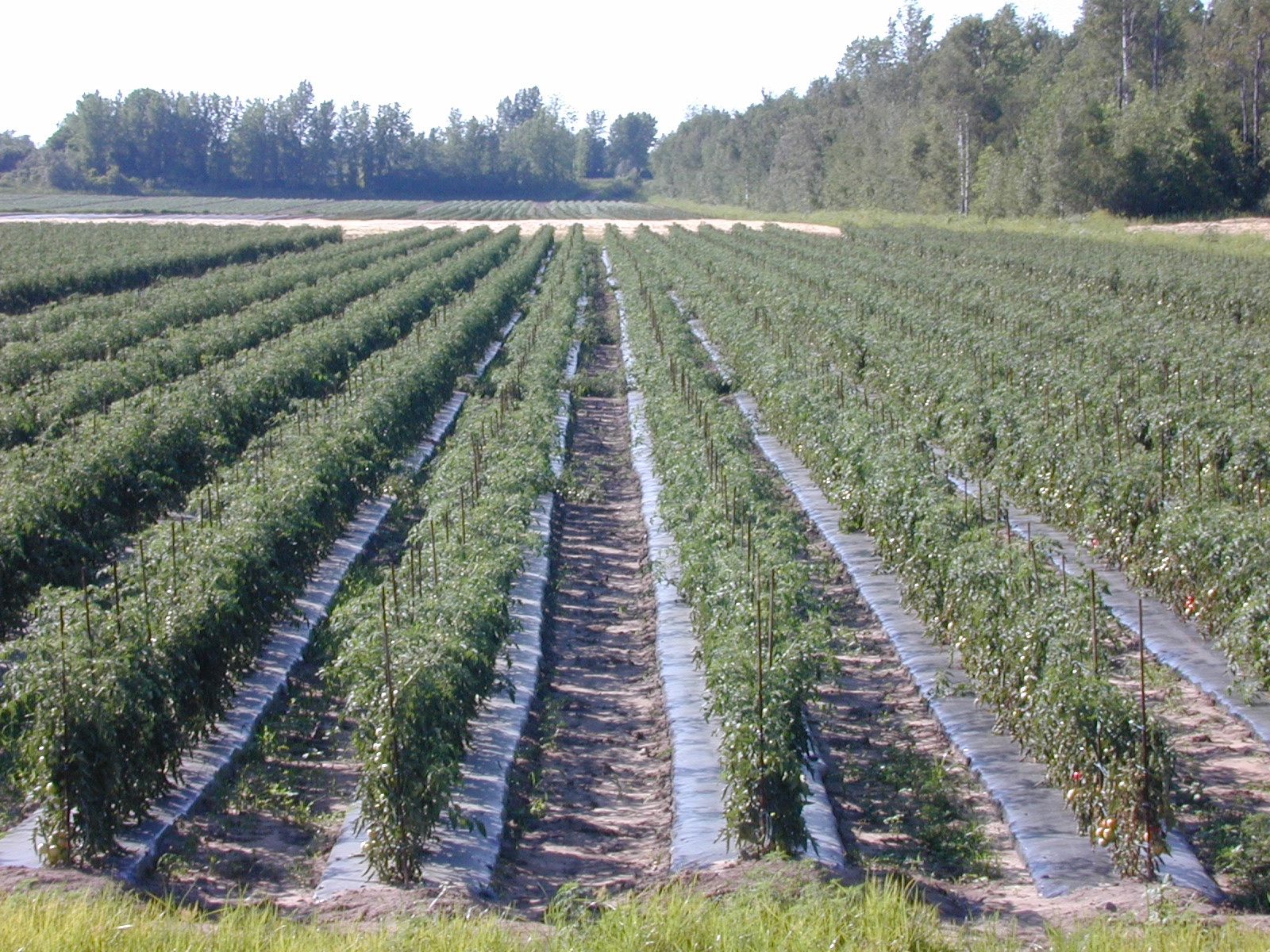 ProtekNet Bird Netting, Dubois Agrinovation