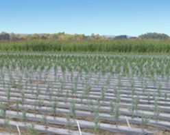 Black Plastic Mulch For Vegetable Crops Trees Dubois Agrinovation Dubois Agrinovation Ca