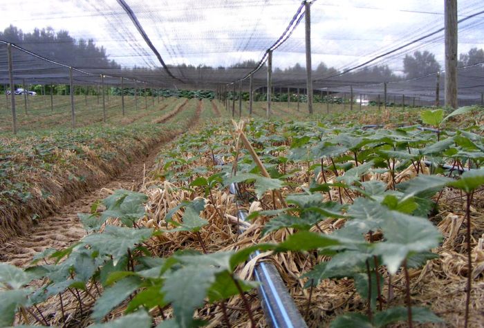 Shade Cloth Netting For Agriculture Dubois Agrinovation Us