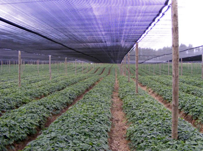 Shade Cloth Netting For Agriculture Dubois Agrinovation Us