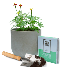 CocoTerro® Potting Soil Mix 1L