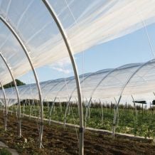 Clear greenhouse film