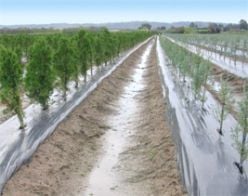 Black Embossed Plastic Mulch Film for the trees