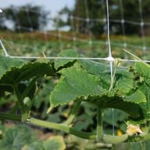 White Trellis Netting