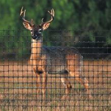 Deer Fence