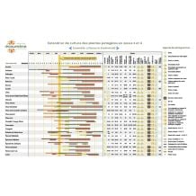 Calendrier de culture des plantes potagères