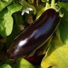 Diamant eggplant - Organic