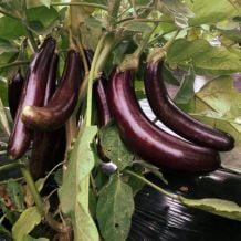 Aubergine little finger - bio