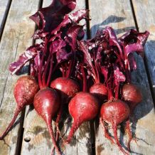 Bull's Blood Beets