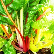 INACTIVE - RAINBOW MIX SWISS CHARD - BIO