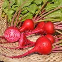 Semence biologique de l'Ã‰coumÃ¨ne betterave Chioggia