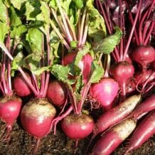 Beets Mix