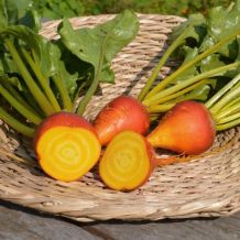 Touchstone Gold Beets