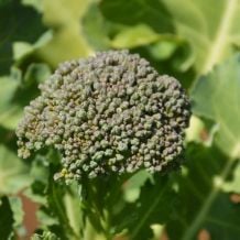 Semence biologique de l'Écoumène brocoli De Cicco