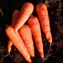 Red Cored Chantenay Carrot