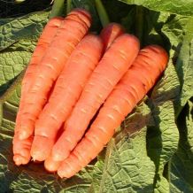 Écoumène Scarlet Nantes Carrot Organic Seeds