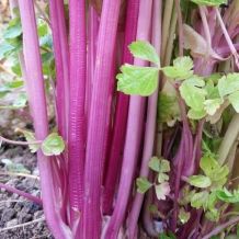 Chinese pink celery - bio