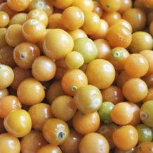 Golden Husk Ground Cherries