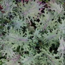 Écoumène Red Ursa Kale Organic Seeds