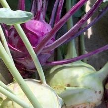 Écoumène Kohlrabi Mix Organic Seeds