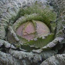 Milan de pontoise cabbage - bio