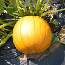 Écoumène Cheyenne Bush Pumpkin Organic Seeds