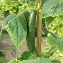 INACTIVE - GREEN FINGER FINGER CUCUMBER - BIO