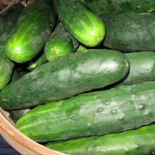 Marketmore 76 Cucumber