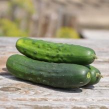 Early Russian Pickle Cucumbers
