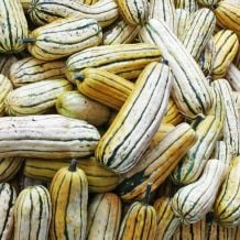 Semence biologique de l'Ã‰coumÃ¨ne courge Delicata