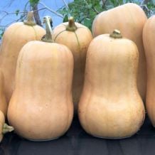 INACTIVE - PONCA BABY BUTTERNUT SQUASH