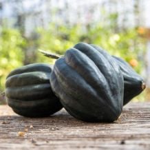 Écoumène Tuffy Acorn Squash Organic Seeds