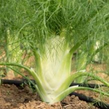 Écoumène Fennel Fino Organic Seeds