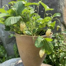 Écoumène Yellow Wonder Alpine Strawberry Organic Seeds