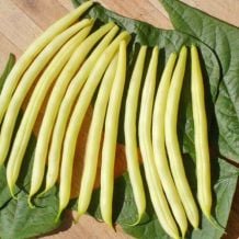 INACTIVE - DE ROCQUENCOURT ROCQUENCOURT BUSH BEANS - BIO