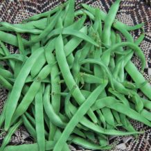 INACTIVE - GRIMPANT NORTHEASTER BEAN BIO
