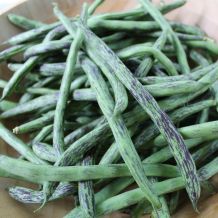 INACTIVE - HARICOT GRIMPANT BEANS