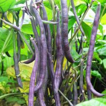 Semence biologique de l'Ã‰coumÃ¨ne haricot nain Royal Burgundy