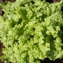 INACTIVE - SEEDED SIMPSON SIMPSON LETTUCE - BIO