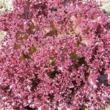INACTIVE - LOLLO ROSSA ROSSA LEAF LETTUCE BIO