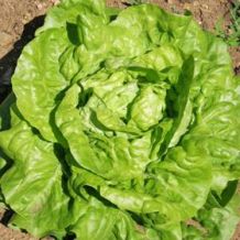 Semence biologique de l'Écoumène laitue pommée Grosse blonde paresseuse