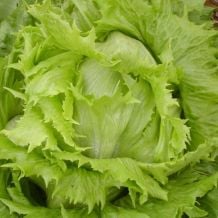 Écoumène Ice Queen Lettuce Organic Seeds