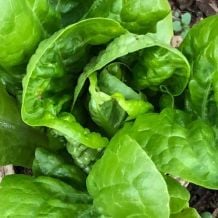 Écoumène Head Lettuce Sucrine Organic Seeds