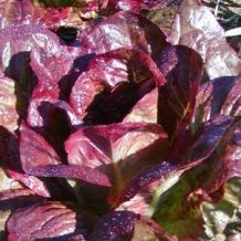 Semence biologique de l'Ã‰coumÃ¨ne laitue romaine Rouge dâ€™Hiver