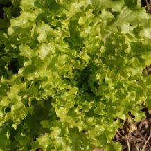 Oak leaf lettuce - bio