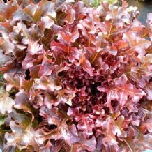 Laitue feuille de chêne rouge - bio