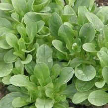 Green Lamb's Lettuce