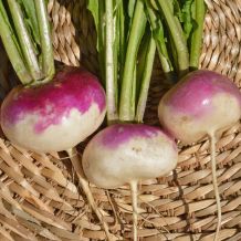 Écoumène White Turnip With Purple Collar Organic Seeds